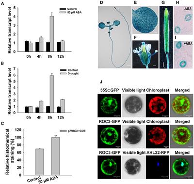 The Cyclophilin ROC3 Regulates ABA-Induced Stomatal Closure and the Drought Stress Response of Arabidopsis thaliana